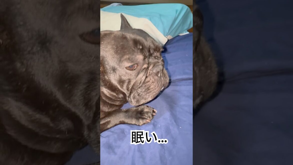【今朝の凛さん】おはよう😃朝まだまた眠いフレンチブルドッグ🥱#frenchie #frenchbulldog #frenchbulldoglife #shorts