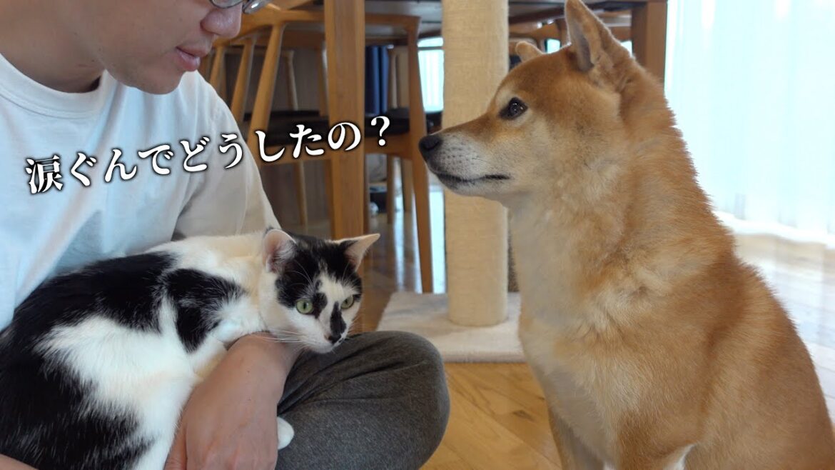 柴犬ハチ、様子がおかしい。