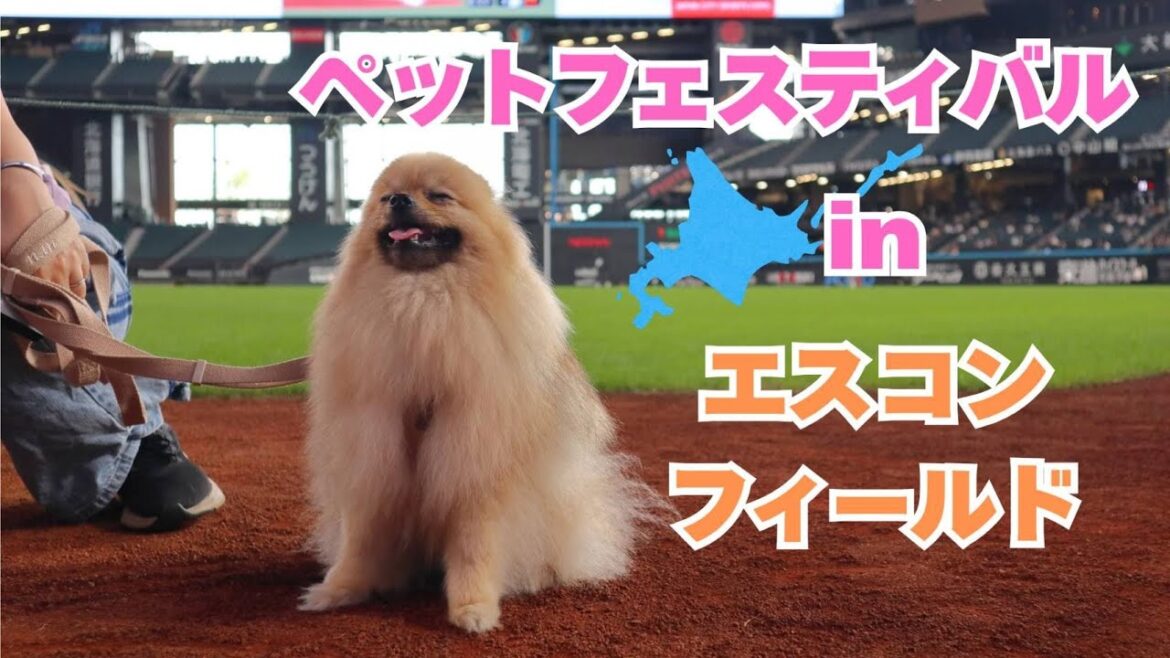 【ペットフェスティバル2025】ポメラニアンと初めてのエスコンフィールド！オフ会＆買い物も満喫✨