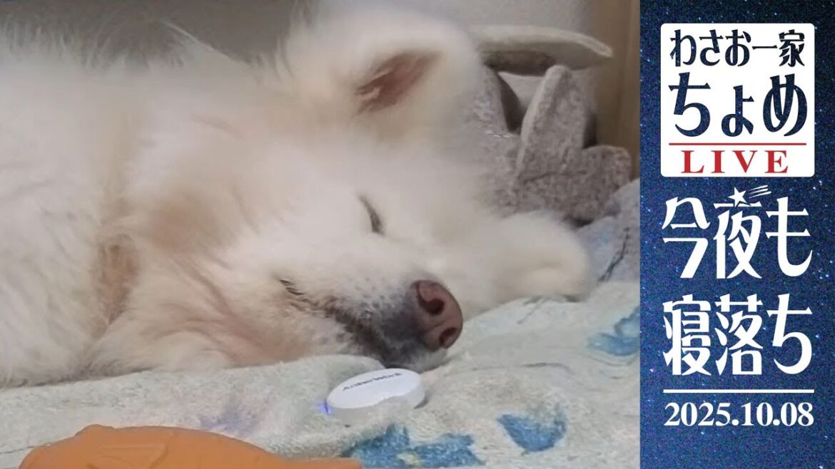 久々の開運鼻息！ 10/08 わさお一家 ちょめ  長毛秋田犬 おやすみ配信  #wasao_official