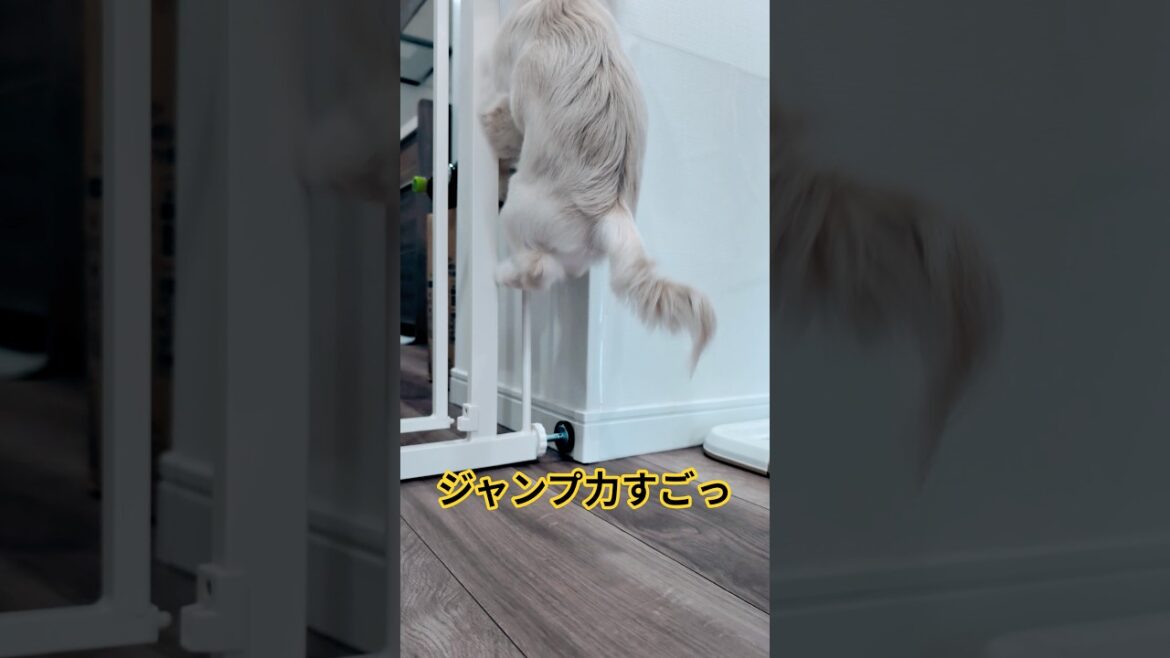 ペキチワ『ファル』要求が激しすぎる、止まらない要求、見てこれ!! #チワワ #ペキチワ #shorts