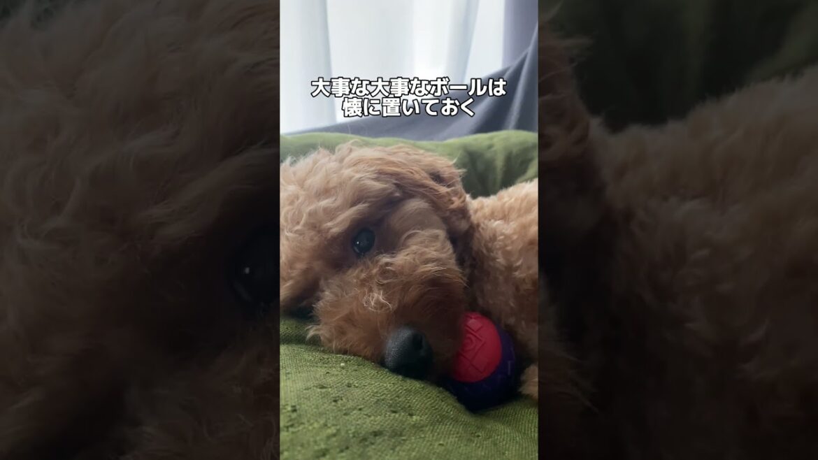 大事な宝物#犬 #トイプードル #トイプー #いぬ#犬#犬のいる暮らし #犬好き #犬動画 #宝物