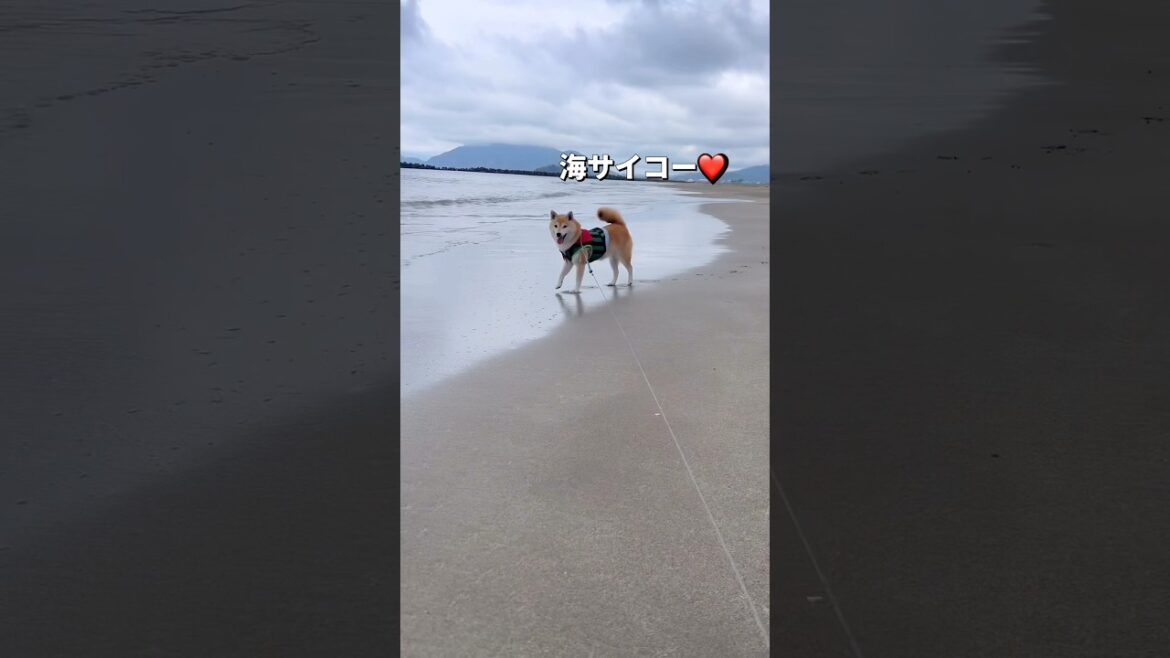 海ンポ🐶🐶#柴犬 #チワワ #shorts