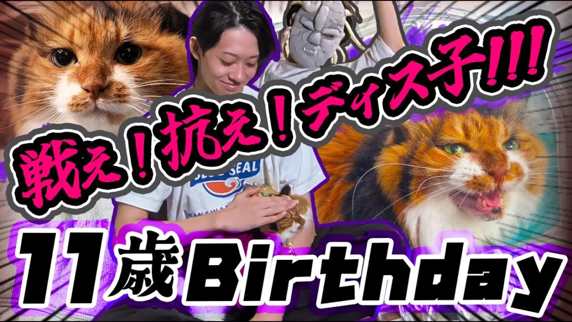 【祭】三毛猫ディス子ｯｯ！11歳ｲｨｯｯ‼【病状経過ご報告】