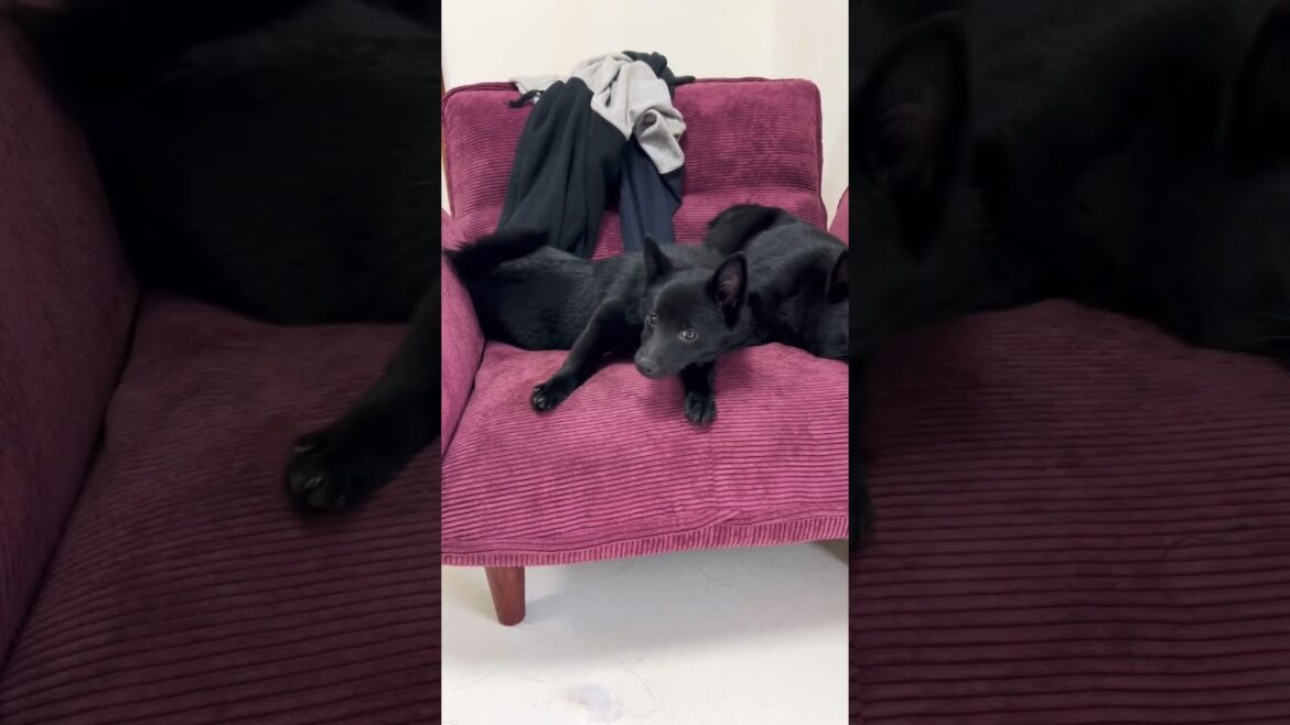 子犬の伸び　#スキッパーキ　#子犬　#ブリーダー