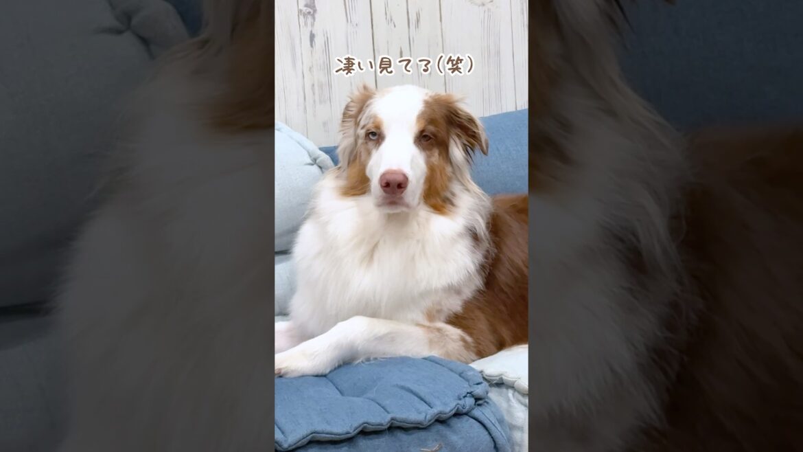 近づくだけで凄い喜んでくれる犬達が可愛すぎる😂【オーストラリアンシェパード・ボーダーコリー】#shorts