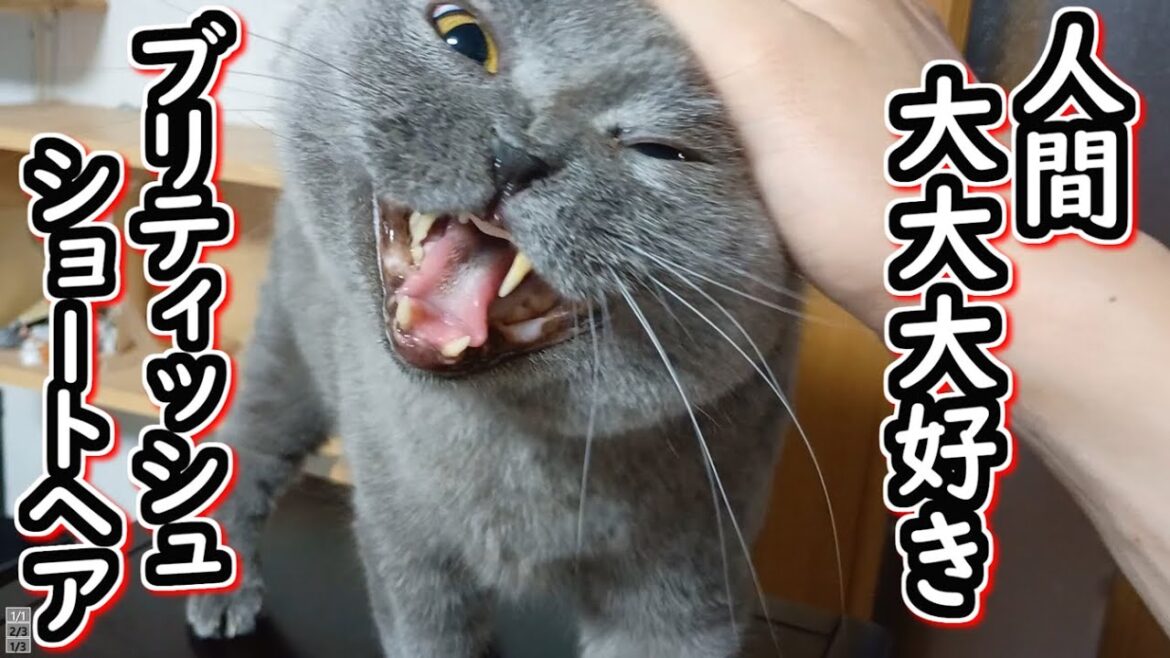 【保護猫】人間大好きな人懐っこいブリティッシュショートヘア【ねこのいる暮らし】