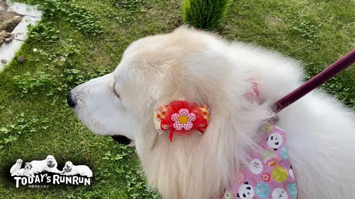 お転婆だけど...リボンが似合うベルとリリーです　Great Pyrenees　グレートピレニーズ
