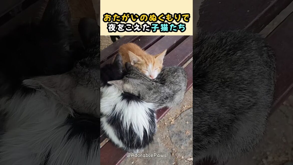 おたがいのぬくもりで夜をこえた子猫たち