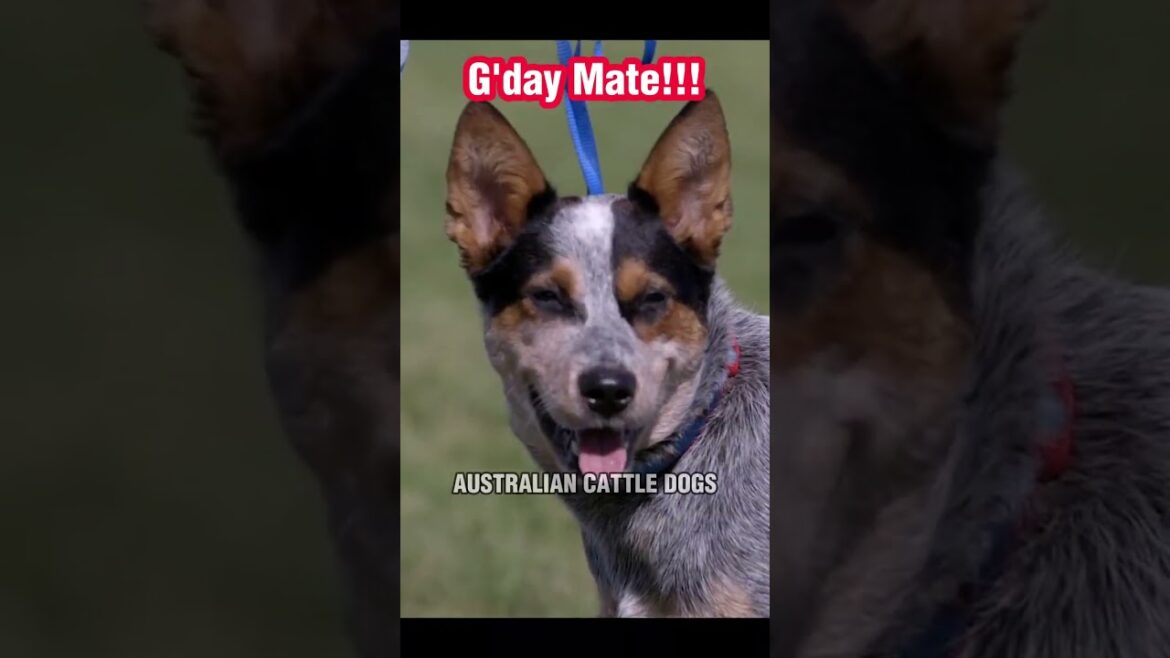 Unraveling the working heritage and impressive abilities of Australian Cattle Dogs | #shorts #short