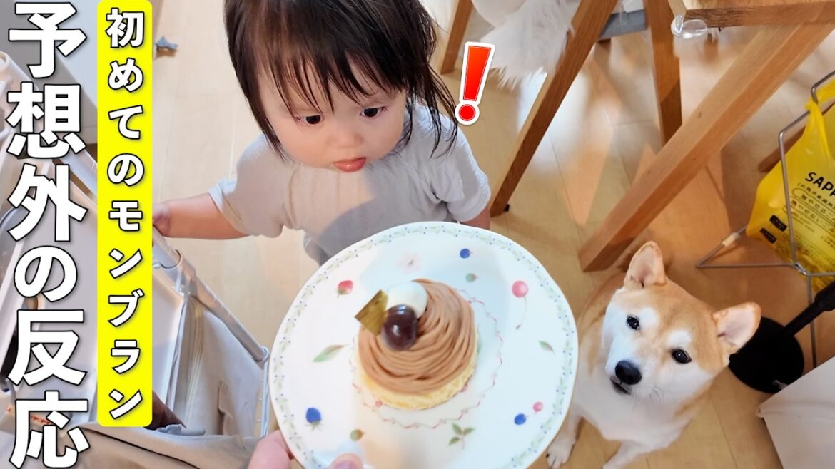生まれて初めてモンブランを食べた2歳娘と見守る柴犬が面白すぎましたw