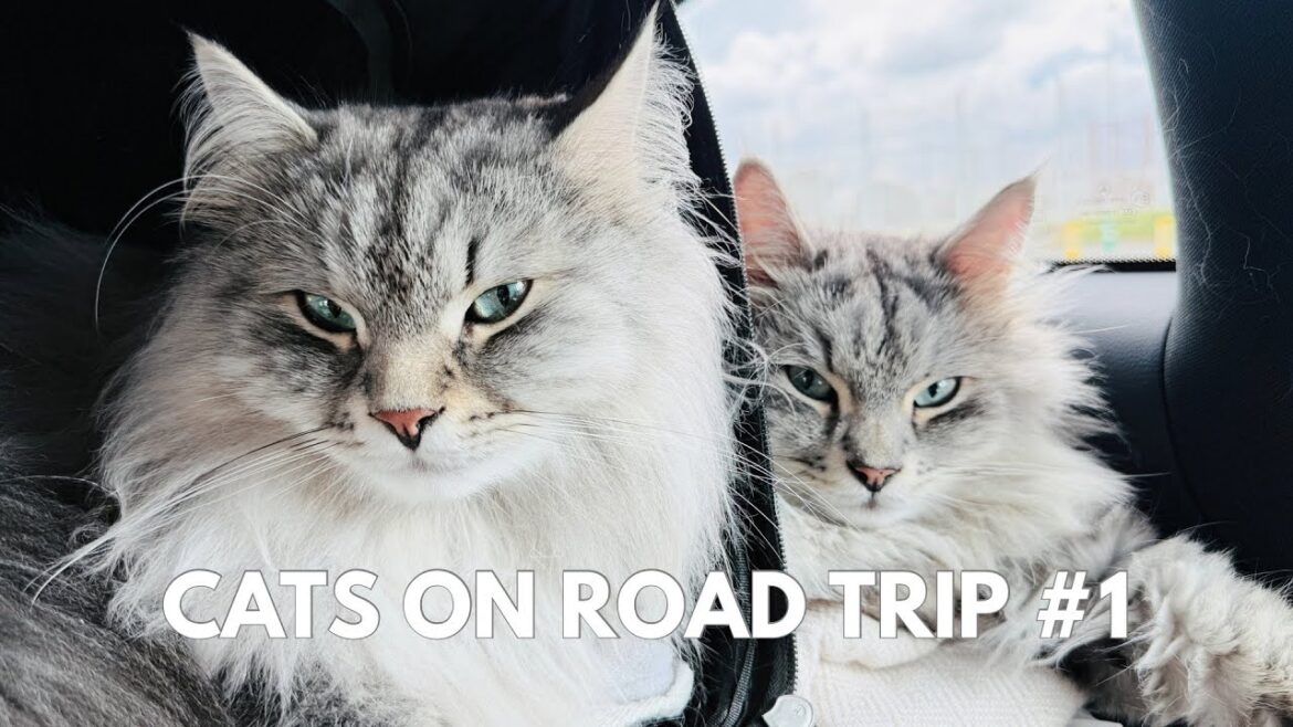 Our cats travel with us on a peaceful road trip – Part 1 Our cats travel with us on a peaceful road trip - Part 1