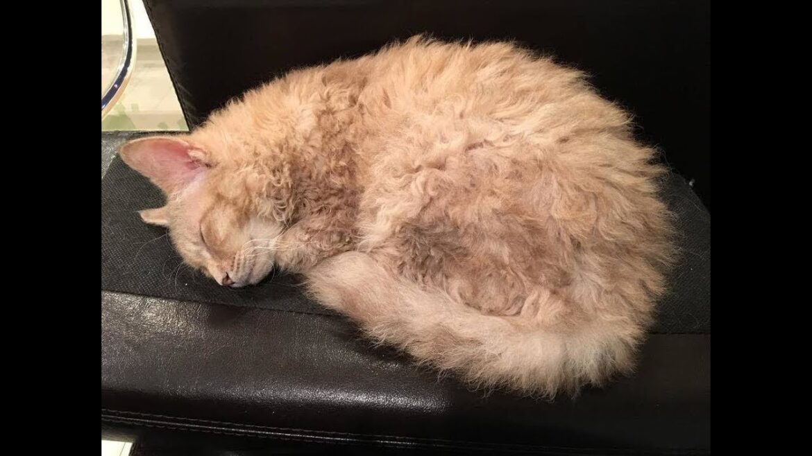 くりんくりんとした毛をもつ猫ちゃん「ラパーマ」が可愛い♡~A cat with a hair curled up and “Rapema” is cute. くりんくりんとした毛をもつ猫ちゃん「ラパーマ」が可愛い♡~A cat with a hair curled up and "Rapema" is cute.