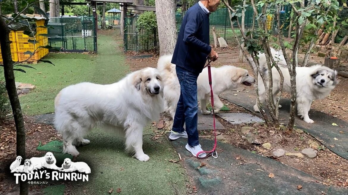 シャンプーはベルの番だけど一緒に行きたいアランとリリーです　Great Pyrenees　グレートピレニーズ