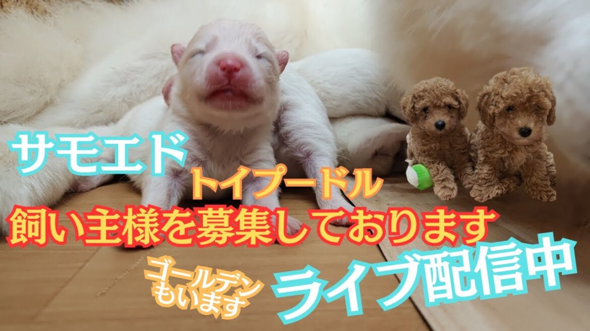 【ブリーダー】飼い主様を募集中です。#トイプードル #パピー #赤ちゃん #サモエド #ゴールデンレトリバー
