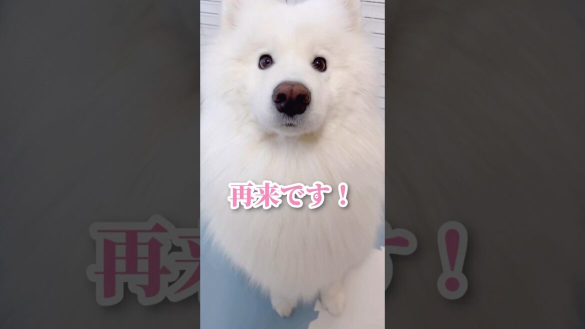 【上級】キッチン横のかわい子ちゃんが現れた！ #サモエド #samoyed #癒し