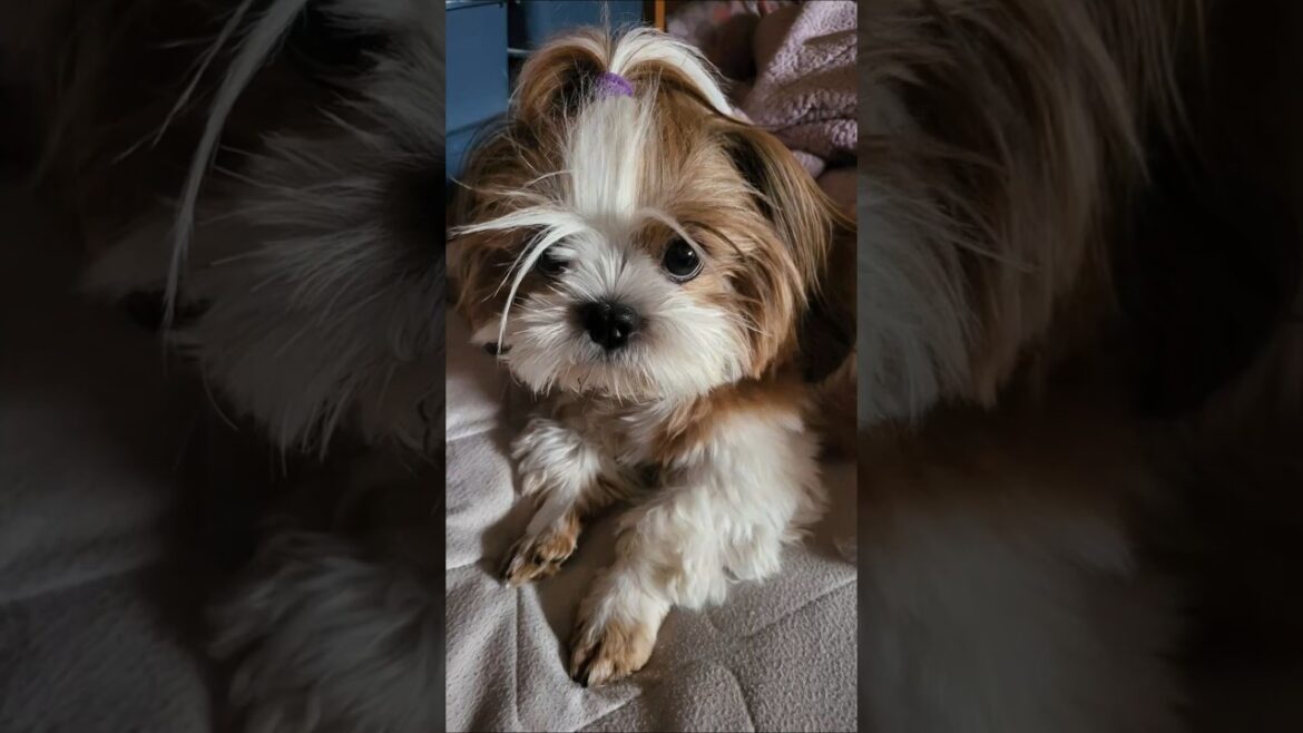 勇者 飛竜頭 がんも つぶれがんも ～FlyingDragonHead～  #犬 #シーズー #犬のいる暮らし #ふわもこ #もふもふ #かわいい #わんこ #dog #がんも #赤い彗星 #AI