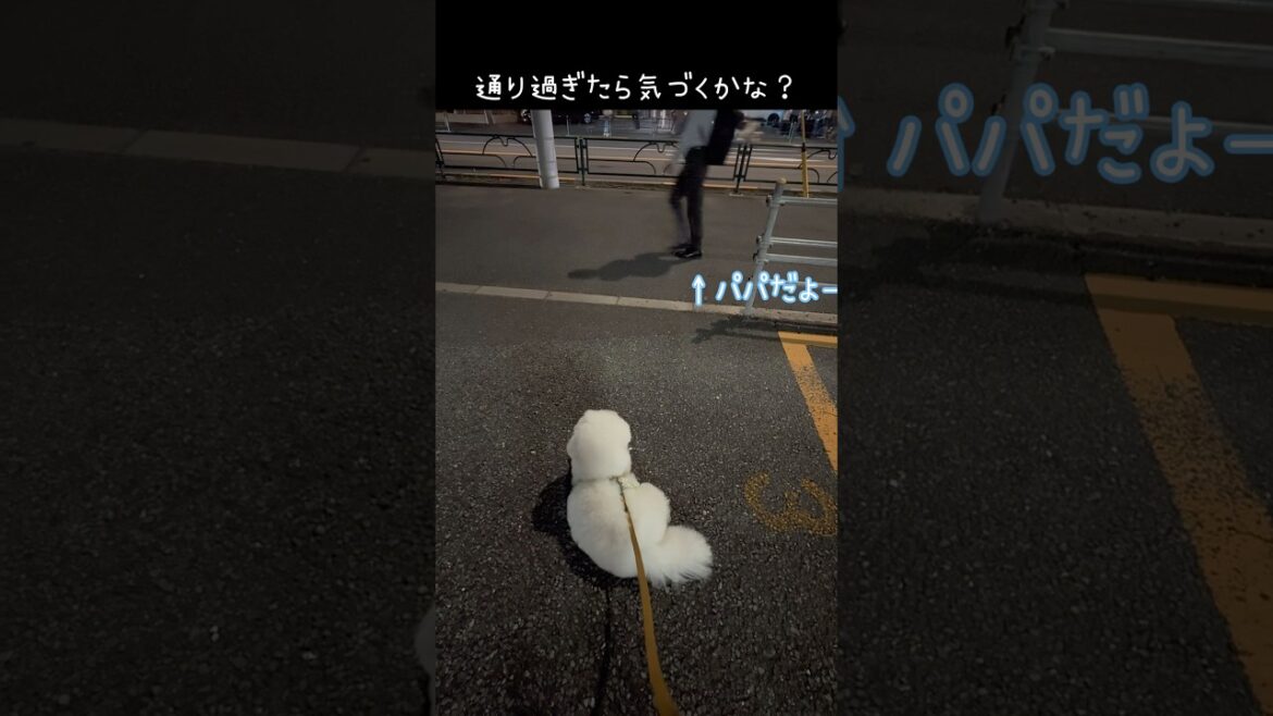 パパのお迎え、気づくかな？😏【ビションフリーゼ】【コパン】