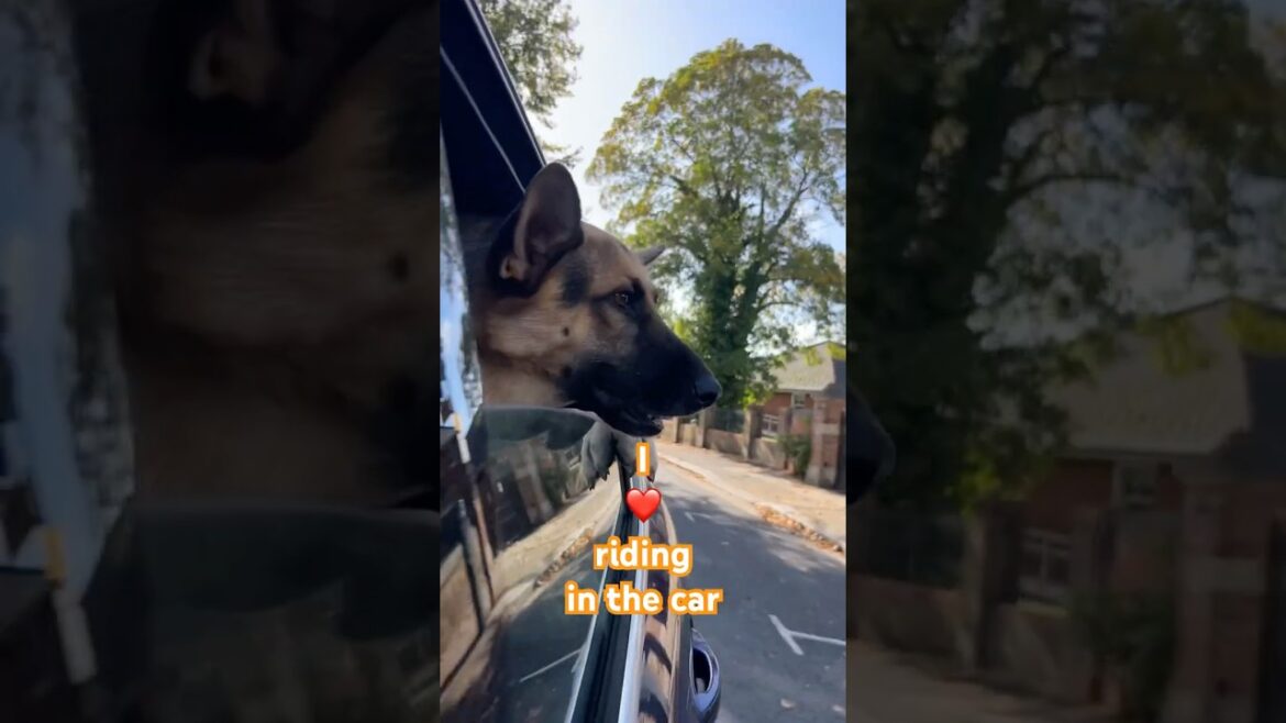 Tiger ❤️ the car! #germanshepherd #cutedog #pets #funnypets #puppy #germanshepherd