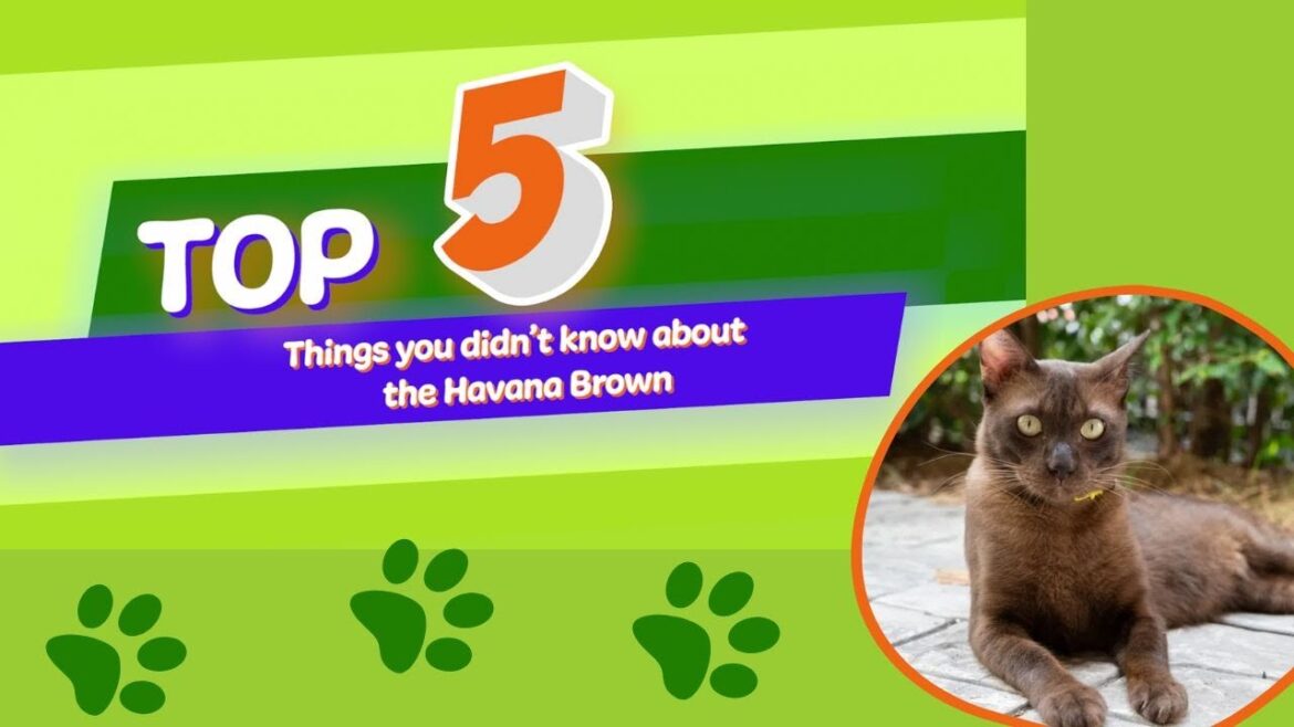 5 Things You Didn't Know About The Havana Brown