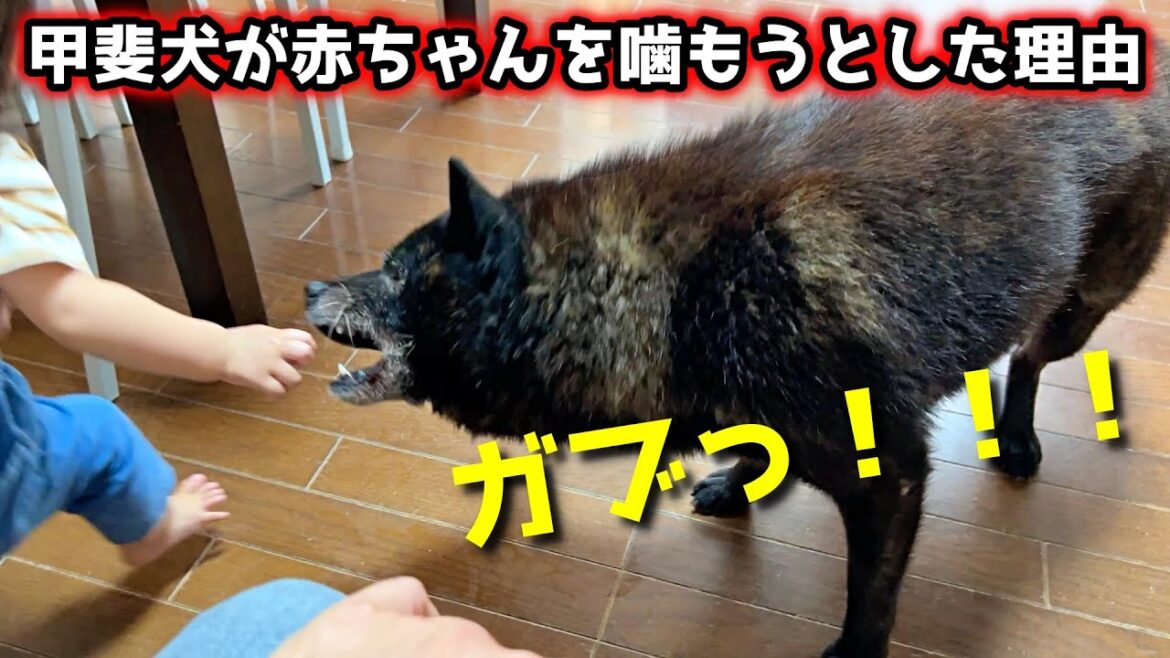 甲斐犬一休が、赤ちゃんを噛もうとした理由