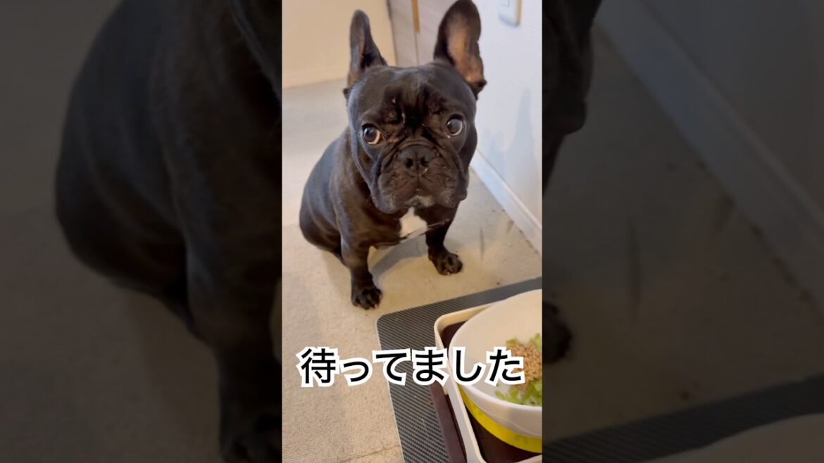 【今朝の凛さん】お待ちかねの朝ごはんを黒いフレンチブルドッグは食べます😋#frenchie #frenchbulldog #shorts
