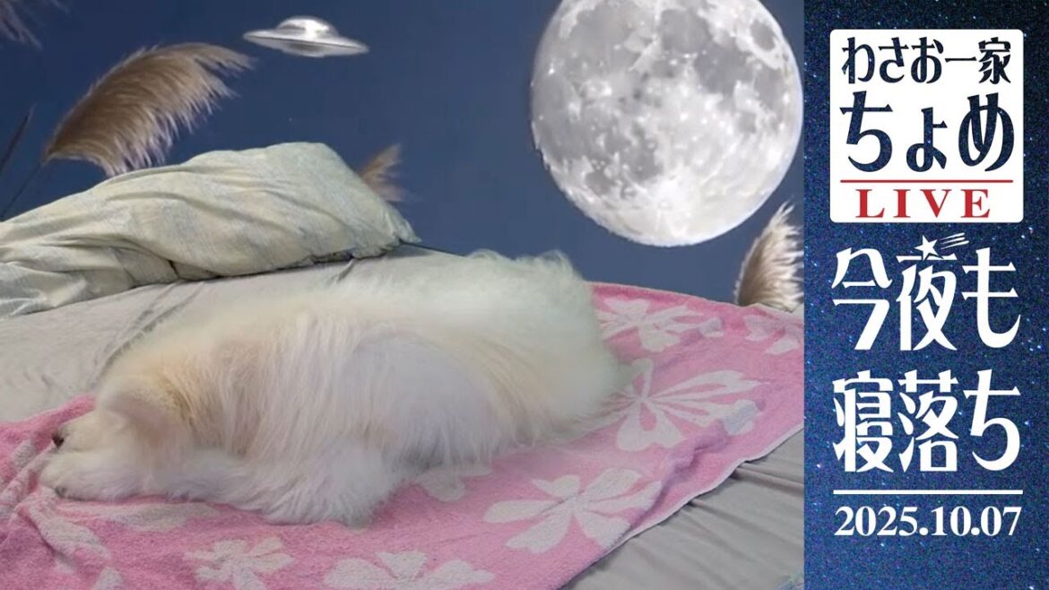 アブダクションにご用心!? 10/07 わさお一家 ちょめ  長毛秋田犬 おやすみ配信  #wasao_official
