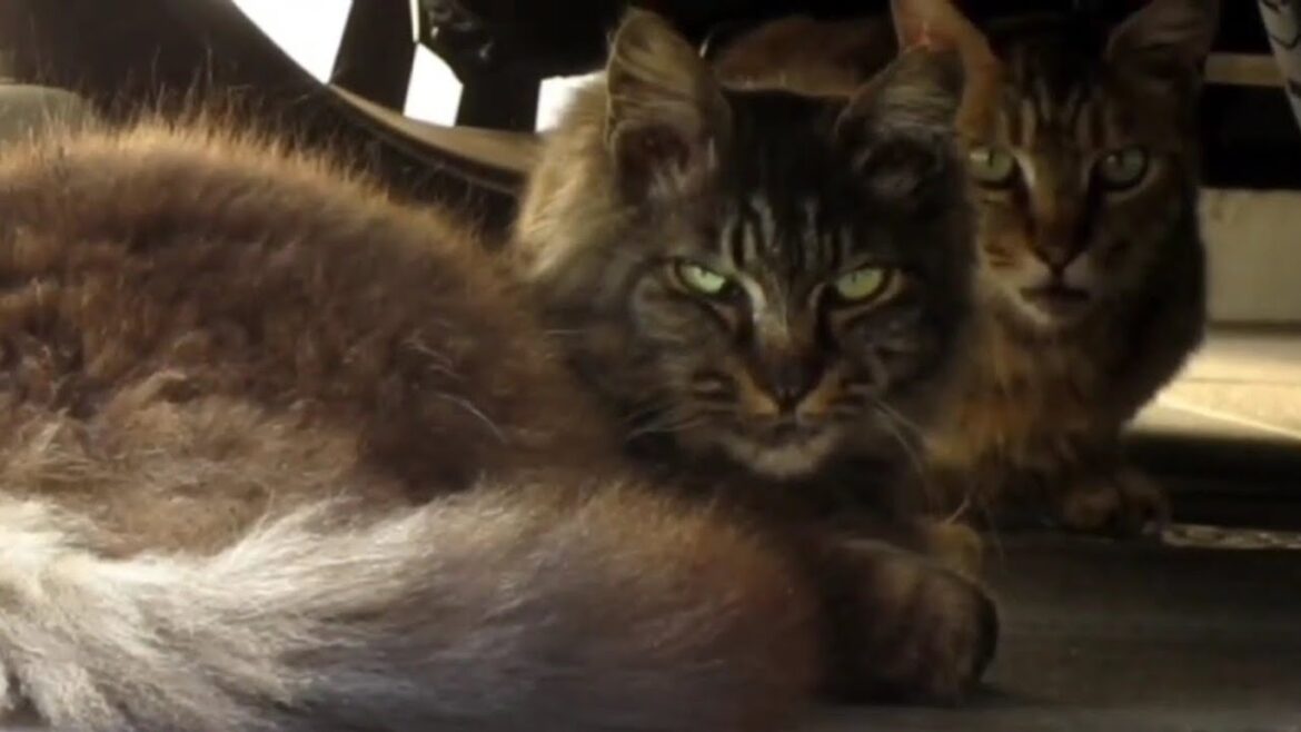 [野良猫]車の下に仲良く隠れてる2匹の猫が可愛すぎる！[straycat]The two cats hiding happily under the car are so cute!