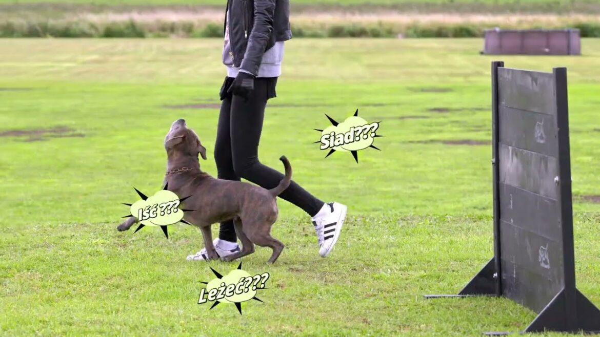 Staffordshire Bull Terrier - wtf in training moment