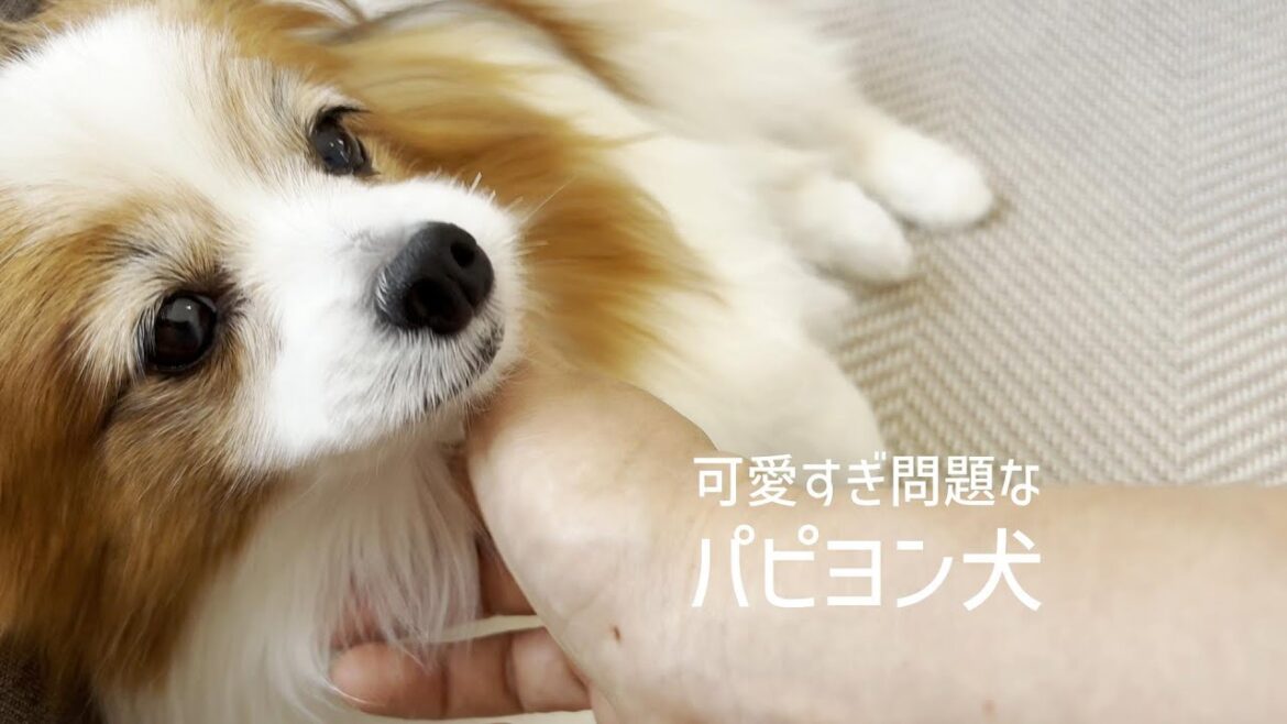 トリミングサロン帰りで可愛すぎ問題なパピヨン犬 #142