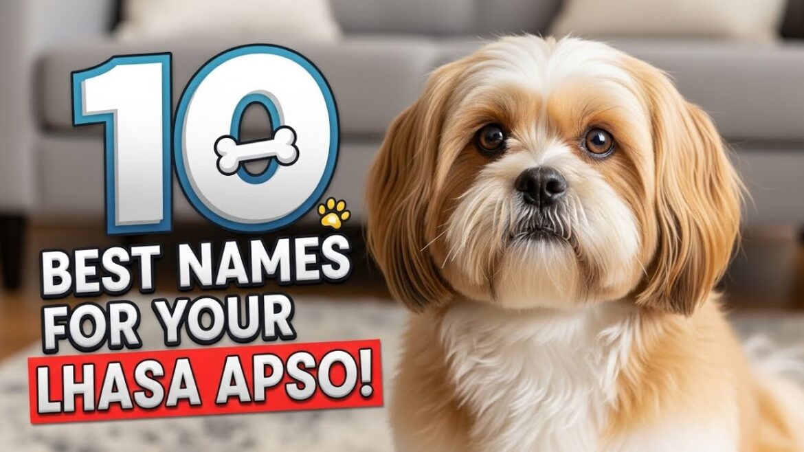 ラサ・アプソにピッタリの名前10選!🐾 ラサ・アプソにピッタリの名前10選!🐾