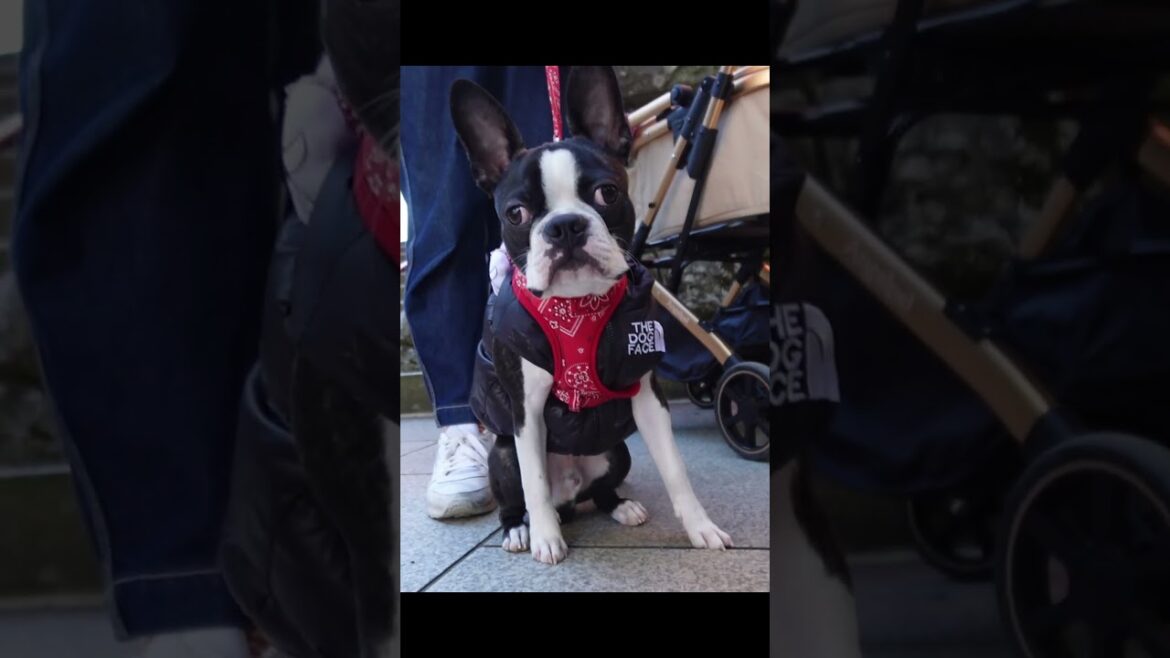 高尾山紅葉狩りを満喫するチュパ犬#ボストンテリア #ボステリ #犬のいる生活 #bostonterrier #puppy #紅葉狩り