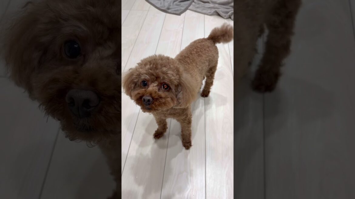 まるご機嫌🐶🎶#まるぶぶ　#トイプードル　#犬のいる暮らし  #dog