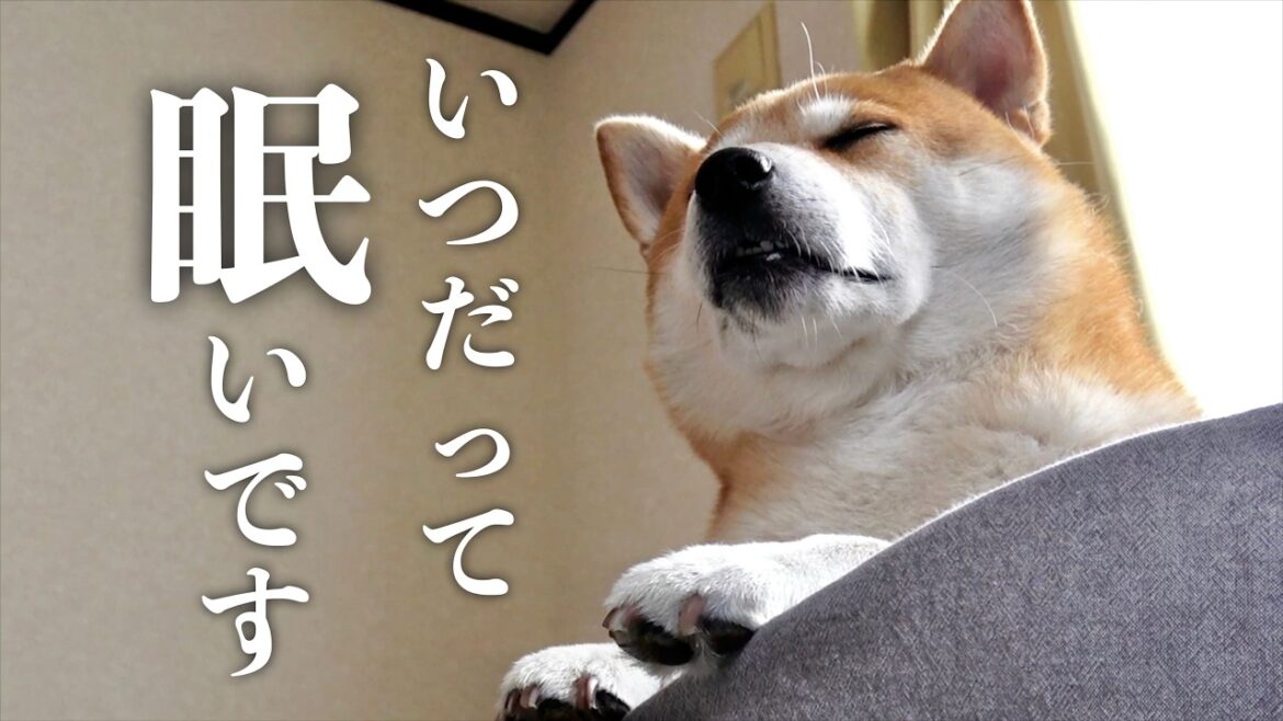 戦わなくていい魔物と真っ向勝負する柴犬こむぎ