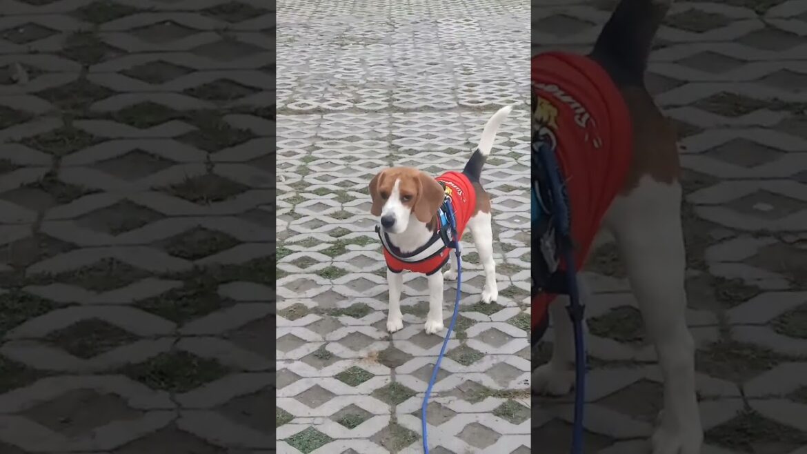 😂 Messi The Beagle's Special Nivedan! Funny Dog Short