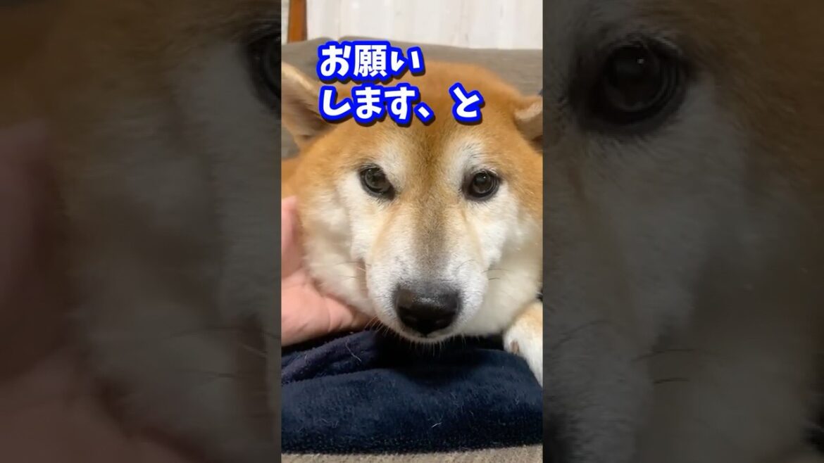 柴犬の出迎えを父と母で比較した結果が残酷過ぎた #shibadog #柴犬 #sibainu  #犬のいる生活 #shorts