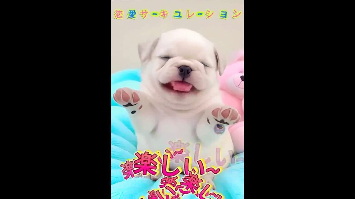 超かわいい🐶ブルドッグが🎶歌う『恋愛サーキュレーション』｜癒し確定！#ブルドッグ #かわいい #恋愛サーキュレーション #犬動画 #ショート動画 #癒し #ペット