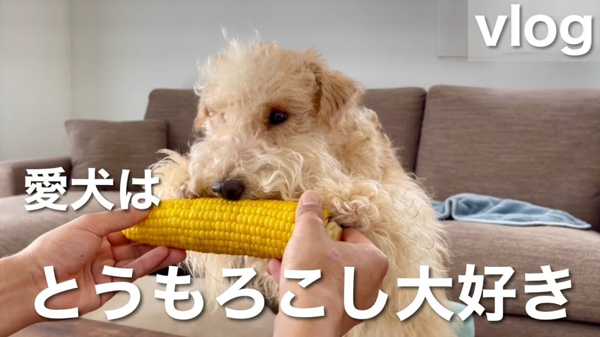 人間みたいにトウモロコシを食べる犬w