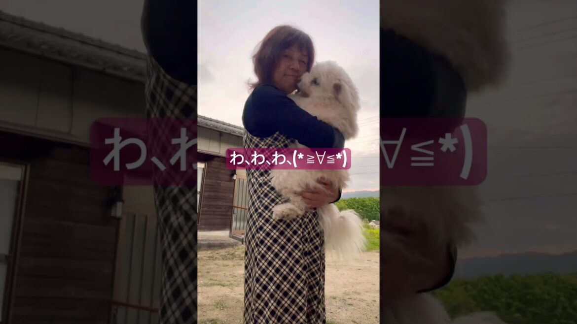 犬にチュー💋したら🤭😆13歳mix犬（チャイニーズクレステッドドッグパウダーパフとポメラニアン）