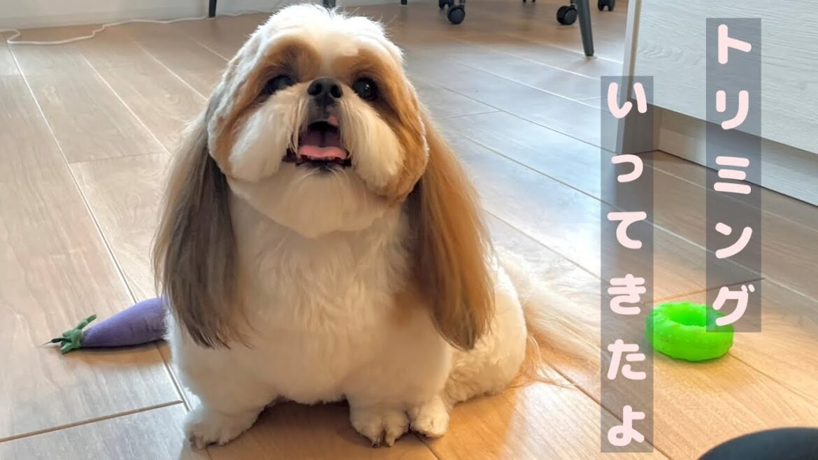 【シーズー】トリミングいってきたよ（2025年10月）【Vlog】