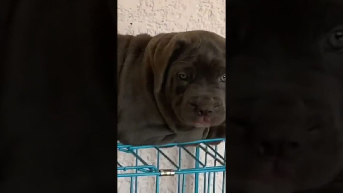 Neapolitan Mastiff Puppies With Folds. #mastiffbreed #shorts #dog