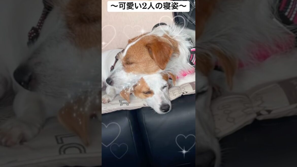 姉犬を寝かしつける妹犬🐶🐶✨ジャックラッセルテリアのひまわり＆つばき【ひまチャンネル】#shorts#jackrussellterrier #犬のいる生活