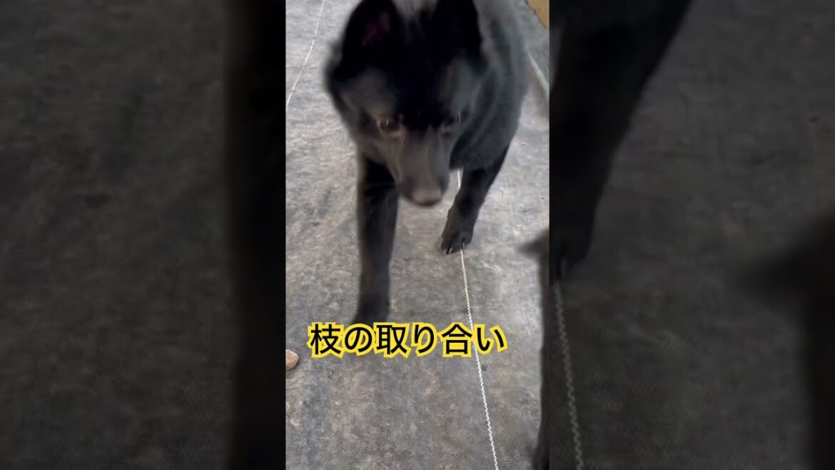 枝を取り合う子どもたち　#スキッパーキ　#子犬　#ブリーダー