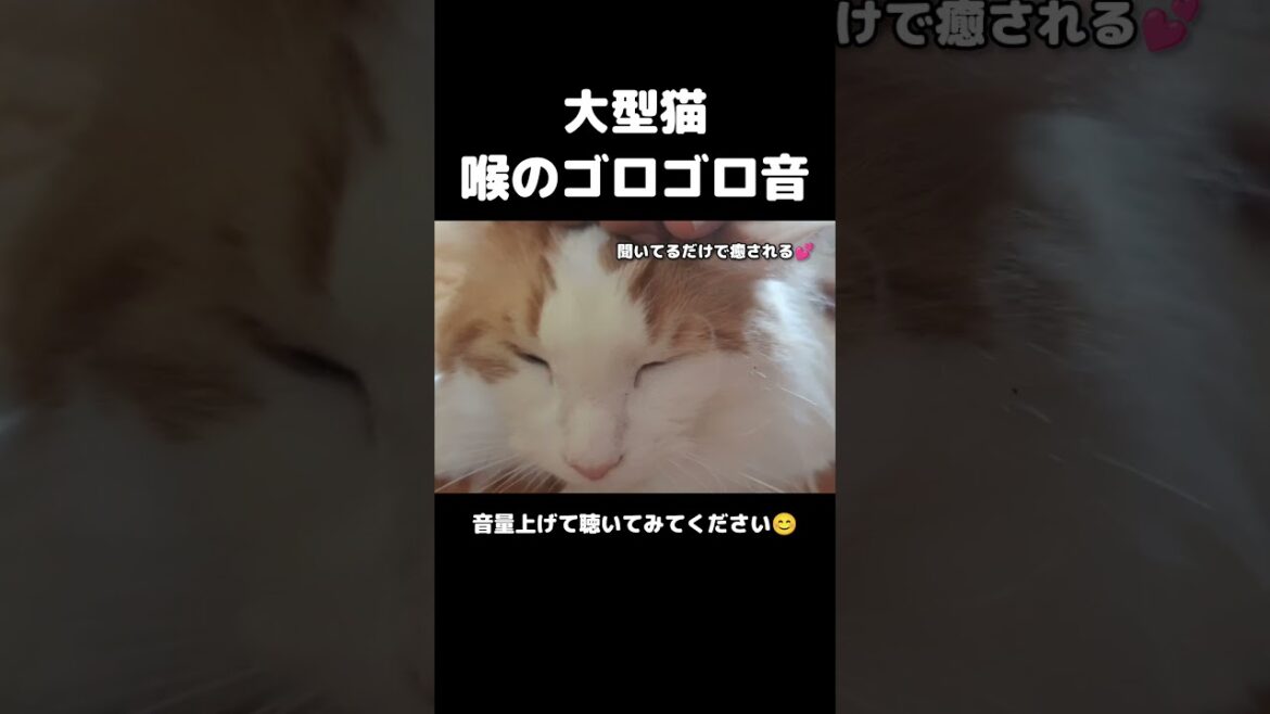 大型猫のゴロゴロに癒される #メインクーン #猫 #猫のいる暮らし#cat #mainecoon #catlover​  #catshorts​ #cute​ #cutecat​ #fyp​