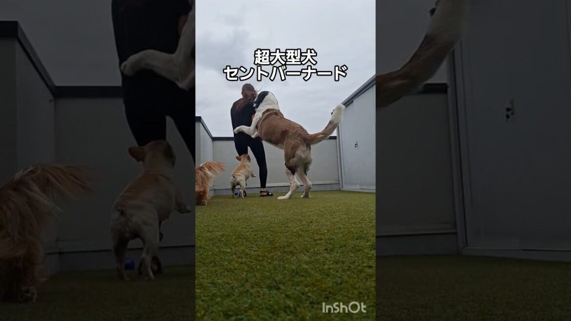 【あさんぽ前の遊び、早送りしてみた❗】 #大型犬のいる生活 #犬
