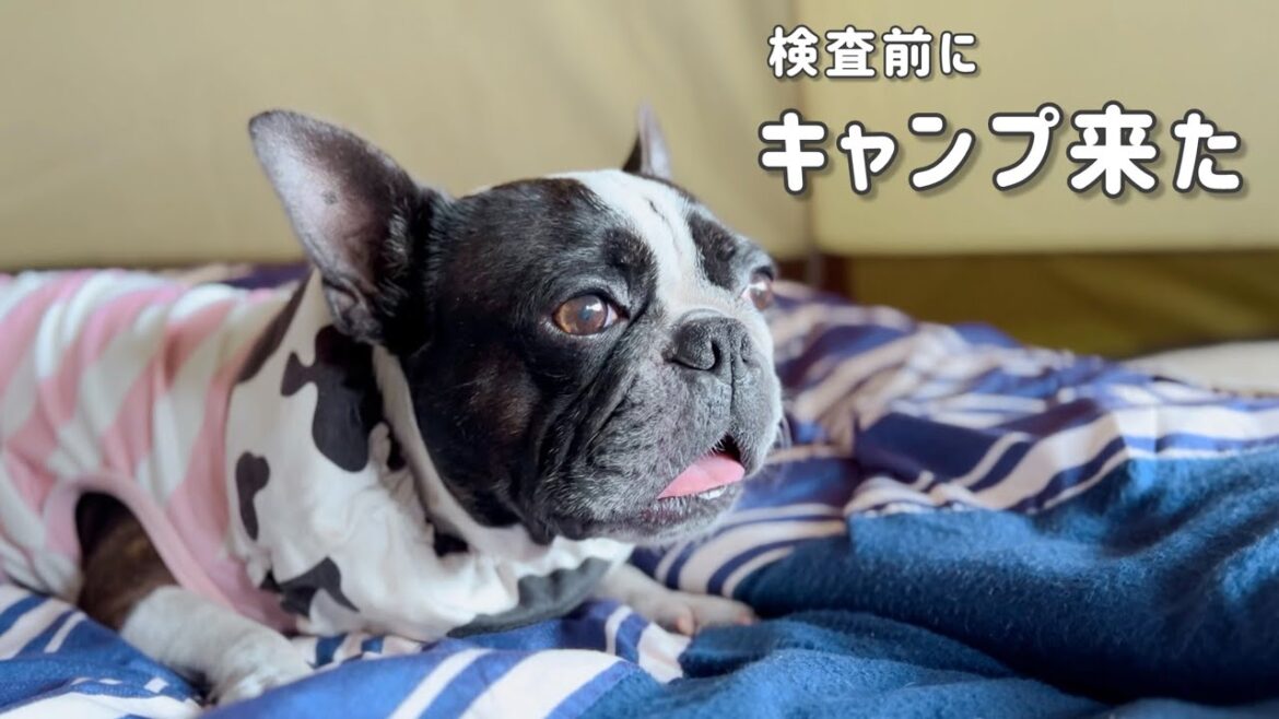 検査前の私たち/キャンプ/ボストンテリア