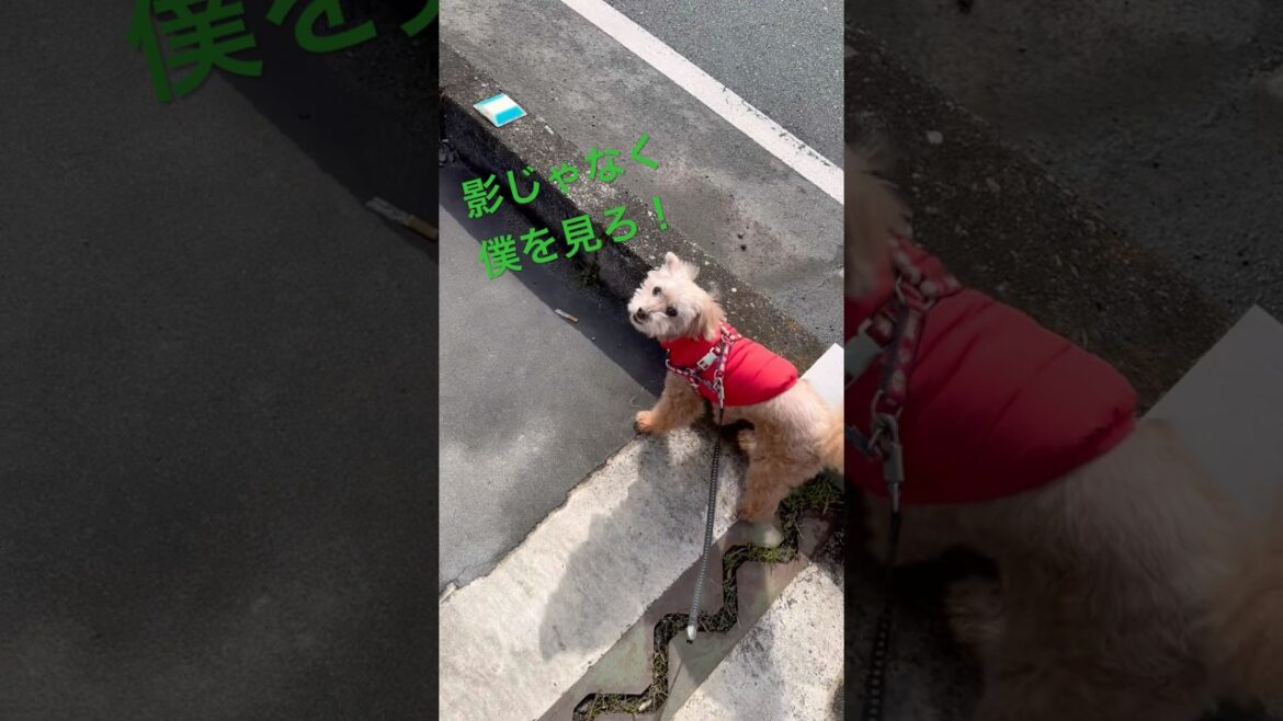 【しゃくれ犬クレール】 一緒に歩く影もかわいいトイプードル 【犬の日常】