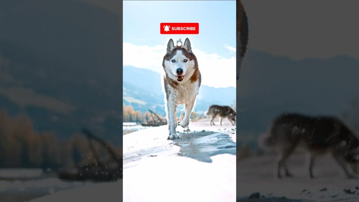 5 AMAZING Facts You Didn't Know About Siberian Huskies! 🤫 #HuskyShorts
