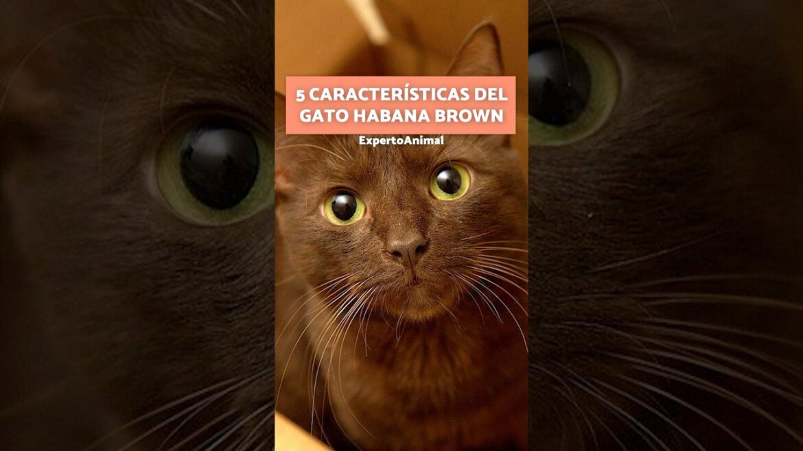 5 CURIOSIDADES del Gato HABANA BROWN 🤎 5 CURIOSIDADES del Gato HABANA BROWN 🤎