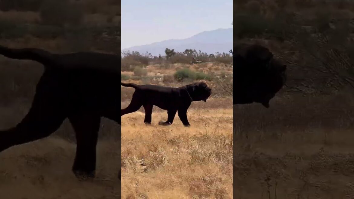 Neapolitan Mastiff Movement